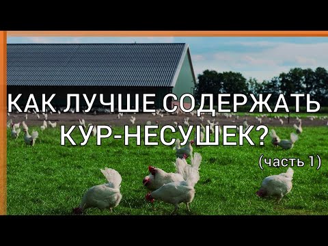 Видео: Системы содержания кур-несушек (история, классификация, сравнение)