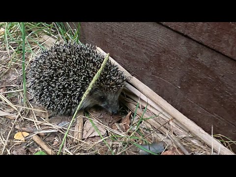 Видео: Дикий маленький ёжик ищет еду на туристической стоянке у Волги. Ёж на Самарской Луке в Южных Жигулях