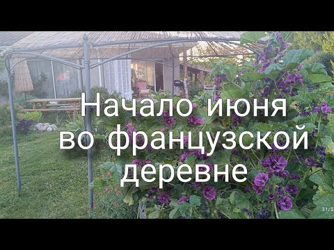 Видео: Что выросло. Лимонады. Басик.