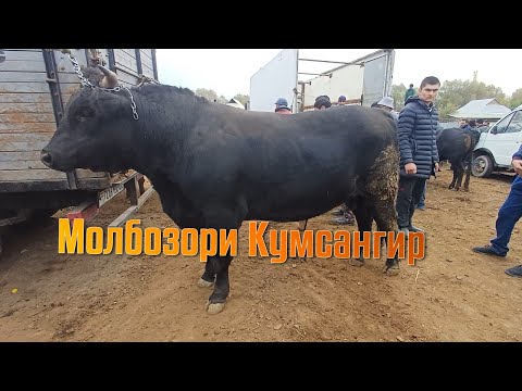 Видео: Молбозори Кумсангир