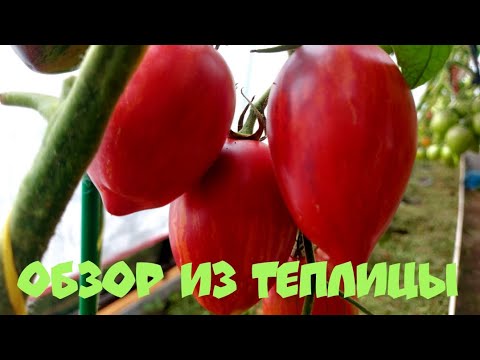 Видео: 19. ОБЗОР ТОМАТОВ ИЗ ТЕПЛИЦЫ (+анонс селекции С. Сааковой). Июль 2025 г.