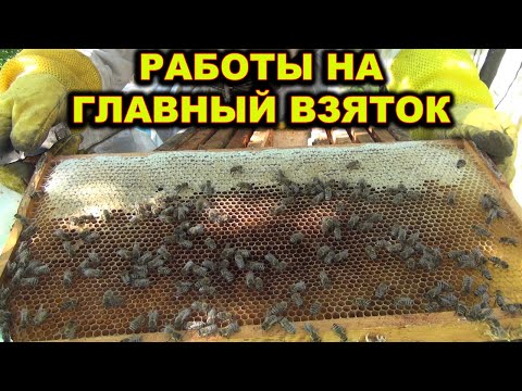 Видео: Работы на пасеке. Главный взяток. СПб.