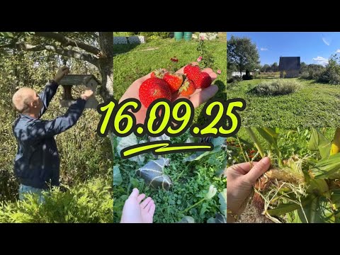 Видео: ДАЧА 16.09.2025 / СНЯЛИ КОРМУШКУ / НОЧНЫЕ ЗАМОРОЗКИ 