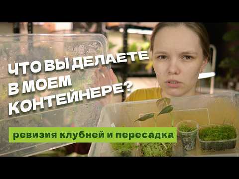 Видео: ЧТО В МОЕМ КОНТЕЙНЕРЕ? Клубни алоказий, черенки и пересадка