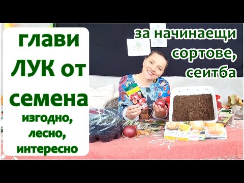 Видео: Лук от семена за глави за 1 сезон. Изгодно, лесно дори за начинаещи, интересно!