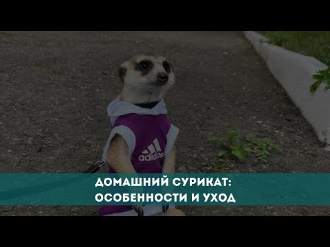 Видео: Домашний сурикат: особенности и уход