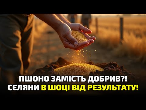 Видео: Земля ожила без добрив! Пшоно зробило диво — урожай збив із ніг навіть скептиків!
