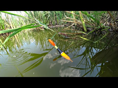 Видео: Рыбалка из детства. Ловля карася на поплавочную удочку.