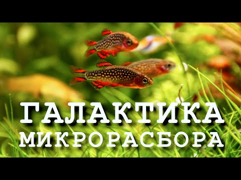 Видео: Микрорасбора галактика – рыбки для нано аквариумов