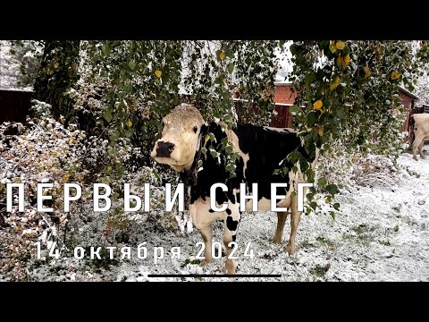 Видео: Первый снег под легкую инструментальную музыку. 14 октября 2024