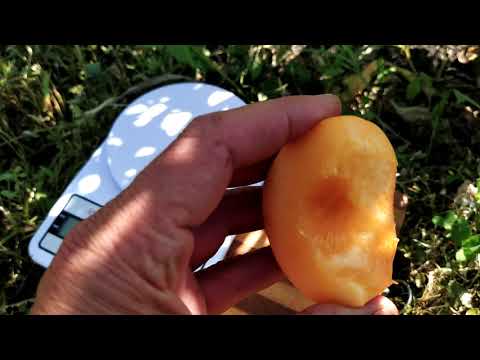 Видео: Персик "Вайн Голд".