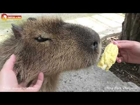 Видео: Скучали? И Капитошка тоже! Капибара - самый добрый зверек планеты. Тайган. Capybara - kindest animal