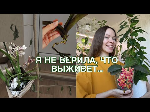 Видео: Мои истории спасения: от безнадежных до цветущих! Орхидеи, гибискус, фикус и другие
