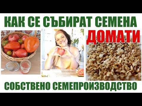 Видео: Собствени семена домати как се събират, от какви домати. Семепроизводство в хоби градина.