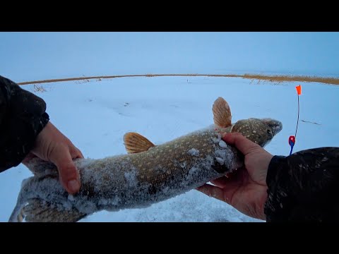 Видео: ВСЯ ЩУКА ЗДЕСЬ!! ПЛОТВА на МУХОМОРМЫША!! РЫБАЛКА в ГЛУХОЗИМЬЕ, ЯНВАРЬ 2023!!