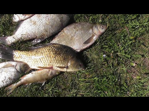 Видео: Рыбалка Меша вода есть сазан в камышах
