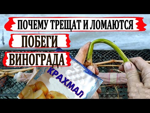 Видео: 🍇 Вот почему ЛОЗА ВИНОГРАДА ТРЕЩИТ и ЛОМАЕТСЯ при изгибании. Ты тоже думаешь, что это крахмал?