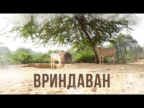 Видео: Вриндаван: святая земля Индии / Аскеза в кедах