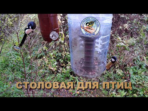 Видео: Кормушка с семечками 15 октября 2025 года (03)