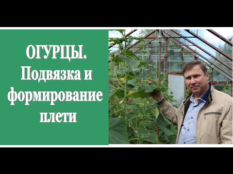 Видео: ОГУРЦЫ. Подвязка и формирование плети