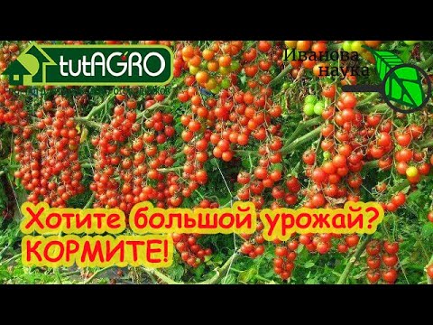 Видео: ПОЛНАЯ СХЕМА ПОДКОРМКИ ТОМАТА НА БОЛЬШОЙ и ВКУСНЫЙ УРОЖАЙ. Принципы и рецепты.