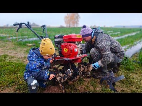 Видео: Чеснок так и не посадили зато холодца наварили