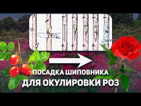 Видео: Посадка шиповника для окулировки роз