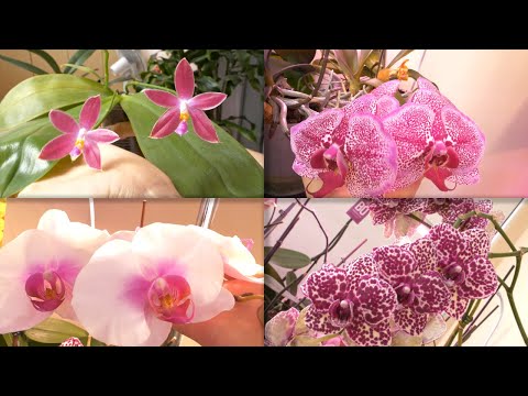 Видео: Корни быстро заработали - СЛАБЫЙ ТУРГОР-ЦВЕТЕНИЕ / От фласки до цветения / ДИТЧАЙШИЙ кот.