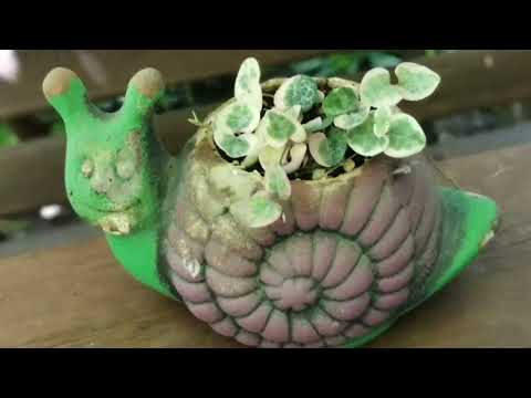 Видео: ЦЕРОПЕГИЯ. Восстановление вариегатного сорта. Грунт полюбившийся церопегии.