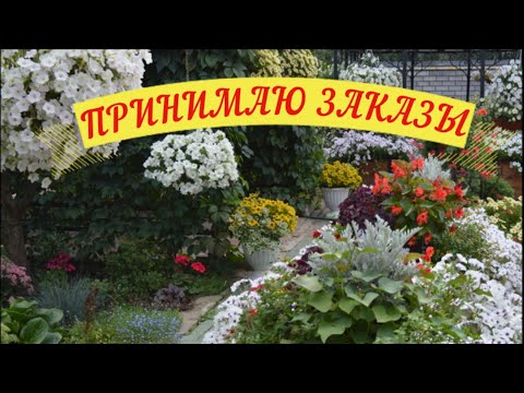 Видео: Видео-каталог для заказа черенков.