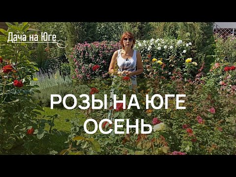 Видео: Дача на Юге - Уход за розами на юге осенью