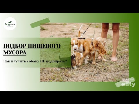 Видео: Подбор пищевого мусора - как научить собаку НЕ подбирать?