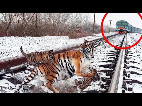 Видео: Когда машинист увидел кто лежит на рельсах, он был просто шокирован. Действовать нужно было быстро