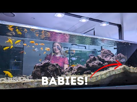 Видео: Мои африканские цихлиды размножаются! Обновления аквариума