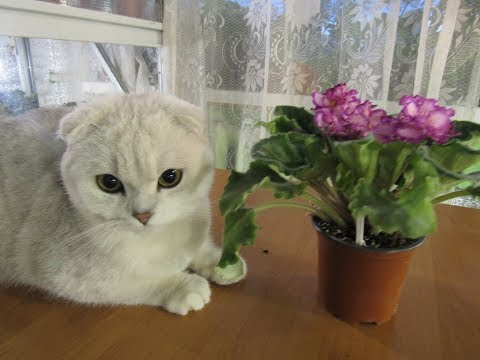 Видео: КОТ ЕСТ И ПОРТИТ РАСТЕНИЯ. СУПЕР ПРОСТОЕ РАБОТАЮЩЕЕ СРЕДСТВО