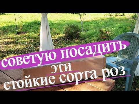 Видео: Распаковка посылки из питомника"АКАДЕМИЯ РОЗ" 2023.