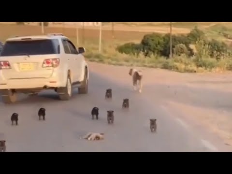 Видео: Она торопливо бежит за машиной и кричит: «Пожалуйста, остановитесь, чтобы спасти моих детей»