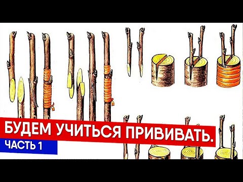 Видео: Будем учиться прививать. Часть 1