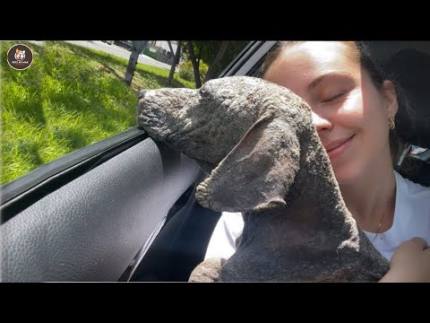 Видео: Нелюбимый с рождения, он открыл глаза и заплакал в тот день, когда почувствовал любовь.
