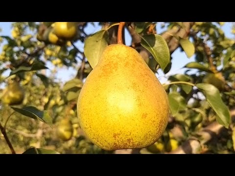 Видео: Груша Скарб