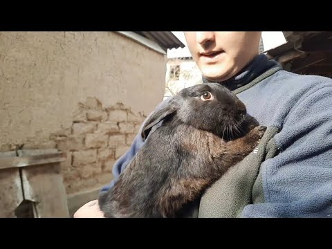 Видео: Барон вахтадан келді,жаңа қоян келді!!!🐰👍🏿