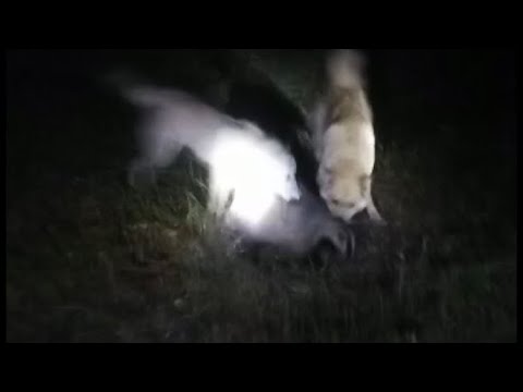 Видео: Охота на барсука с лайками 2021