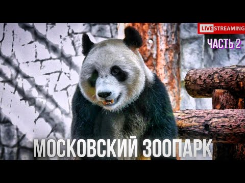 Видео: Московский зоопарк - СТРИМ (ЧАСТЬ 2)