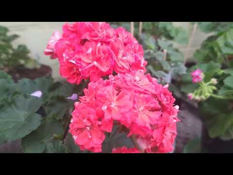 Видео: Утро, кофе, пеларгоши. Небольшой обзорчик.