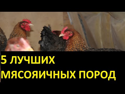 Видео: 5 самых лучших мясояичных пород кур