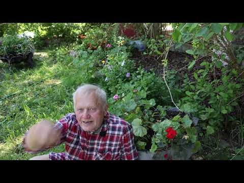 Видео: Как и почему сыворотка с акварином и корейский суп перенесли мой сад и огород на широту Воронежа.