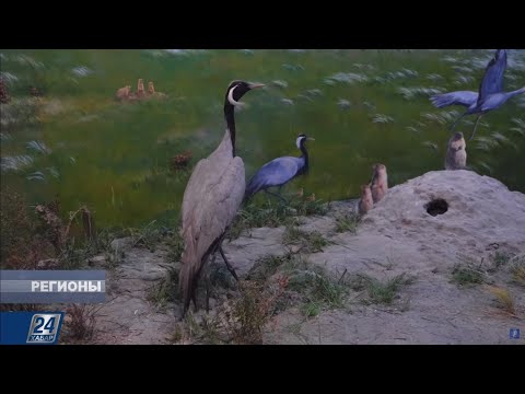 Видео: Наурзумский заповедник Костанайской области | Регионы
