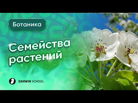 Видео: Тема №7: Семейства цветковых