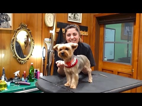 Видео: Секрет идеальной стрижки длинношерстных собак