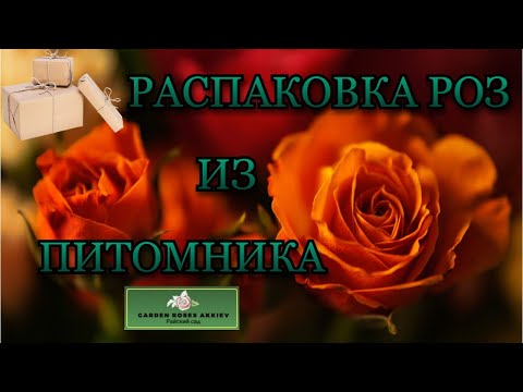 Видео: Распаковка розочек из "Питомника Роз Аккиевых"🌹🎃📦 Осень🍁2024